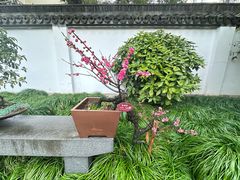 -上海醉白池公园