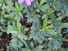 -攀枝花公园