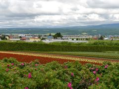 -富田农场
