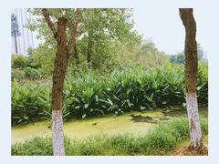-后襄河公园