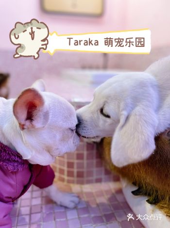 超级可爱的小浣熊就在Takara萌宠乐园