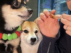 -J Create城市露营咖啡·简餐·宠物(上海动物园店)