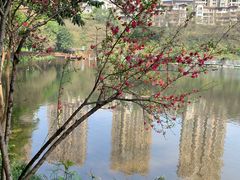 -重庆彩云湖湿地公园