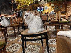 -猫猫幼稚园·撸猫·桌游·电玩