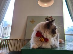 -喵喵咪呀布偶猫咖(春熙路店)
