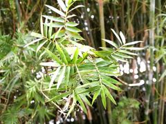 -百林公园-两江幸福广场