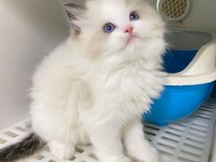 -lincat·猫舍(广州店)