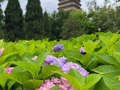 -西安博物院