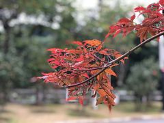 -广州市帽峰山景区