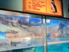 -海合安武汉极地海洋公园