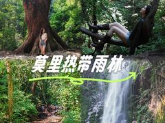 -莫里热带雨林景区