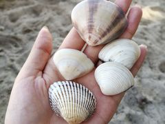 -玫瑰海岸文化旅游度假区