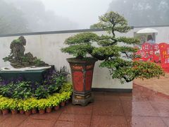 -南山植物园