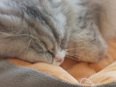 -Let's go狗咖·猫咖·奶狗·桌游(春熙路IFS店)