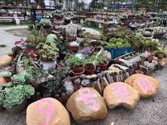 -广东花都香草世界旅游度假区