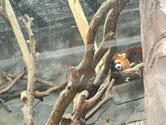 -武汉动物园
