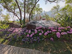 -板樟山森林公园