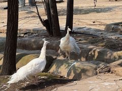 -哈尔滨北方森林动物园