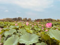 -白洋淀风景区