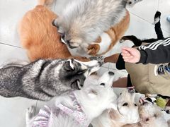 -汪说·狗咖·拼豆·宠物周边DIY(旺城大厦店)