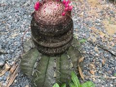 -亚龙湾国际玫瑰谷