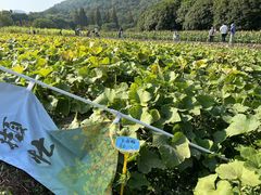 -八卦田遗址公园