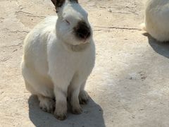 -石家庄市动物园