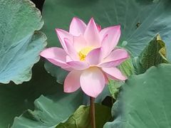 -荔湾湖公园
