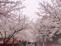 -高东镇樱花园
