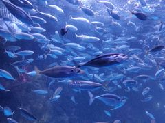 -太平洋海底世界