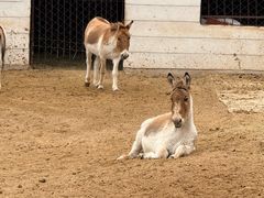 -青藏高原野生动物园