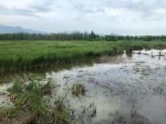 -野鸭湖国家湿地公园