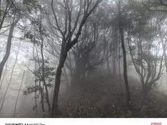 -清溪森林公园