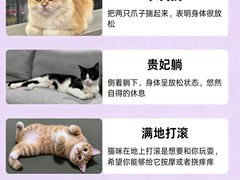 -翊宠yipet猫狗购宠庄园犬舍•猫舍