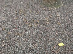 -西湖外事游船(湖滨二公园外事游船码头)