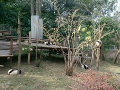 -成都大熊猫繁育研究基地