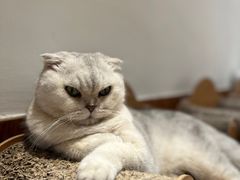 -有猫主题·治愈系猫咖(曾厝垵店)