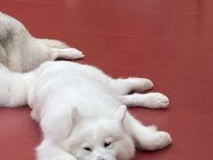 -和它·交个朋友·狗咖猫咖(爱琴海店)