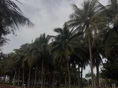 -万绿园