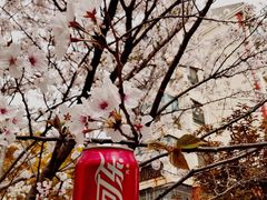 -高东镇樱花园