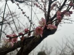 -无锡梅园公园