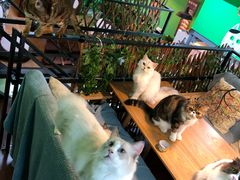 -李小姐の猫咖啡馆(五角场店)