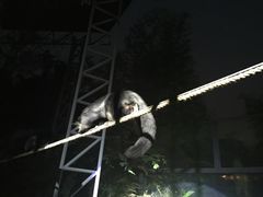 -清迈夜间动物园
