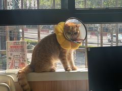-瑞鹏宠物医院犬猫全科(真大分院)