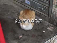 -司马街鸡煲(西华路店)
