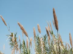 -中国科学院华南植物园