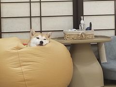 -逗柴咖啡屋·狗咖猫咖宠物桌游
