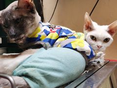 -猫色咖啡·猫咖