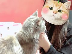 -猫色咖啡·猫咖