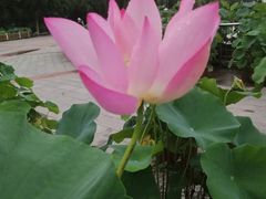 -莲花池公园